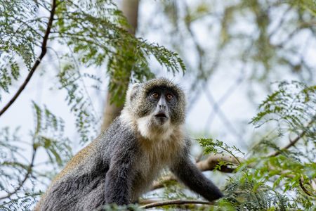 A Sykes’ monkey seen standing in the trees at City Park during events marking Mazingira Day and Global Big Day. Global Big Day is an international birdwatching event that encourages people worldwide to observe and record bird sightings to help document global bird diversity. The event coincided with Mazingira Day celebrations at City Park in Nairobi, Kenya, bringing attention to urban biodiversity and environmental conservation.