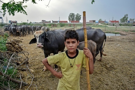 A nomad boy seen standing next to buffaloes while he keeps watch on his flock in Patiala district of Punjab, India.