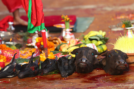 Slaughtered heads of buffaloes and goats during the festival.
Dashain is celebrated to mark the victory according to Hindu religious writings of Ramayan over the evil demon king Ravana and over the demon Mahisasur who cruelly terrorised the people of India in form of a raging water buffalo.