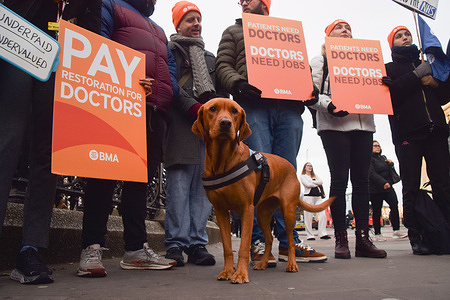 A dog joins resident doctors, previously known as junior doctors, holding placards at the British Medical Association (BMA) picket outside St Thomas' Hospital as they stage a fresh round of strikes over pay.