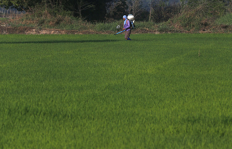 A Thai farmer sprays fertilizers over his rice field during sunrise in Nakhon Sawan province, north of Bangkok.