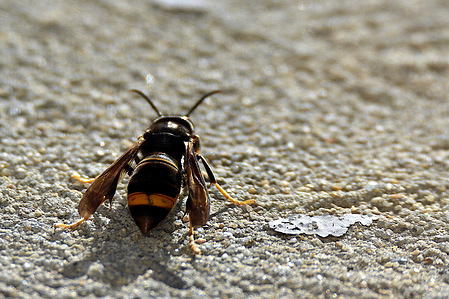 Asian hornet seen in Marseille.