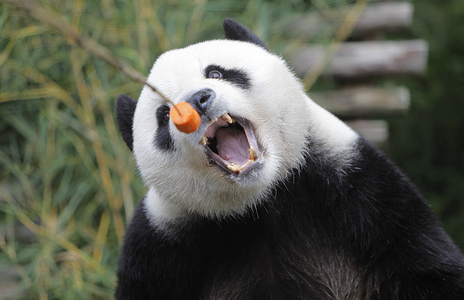 Giant Panda Cai Tao (Male) seen eating food given by Taman Safari Indonesia officers at his cage at Taman Safari Indonesia. Cai Tao (M) and Hu Chen (F) arrived in Indonesia at the end of September 2017 from Chengdu in China as part of the Chinese Panda diplomacy. During one year of existence at Taman Safari Indonesia, two Giant Panda, Cai Tao (M) and Hu Chun (F) were healthy, agile and gaining weight.