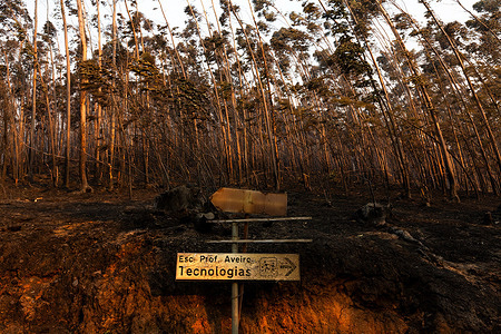 Burnt road sign seen after the wildfires in the district of Aveiro. The Prime Minister has announced a state of calamity in all municipalities affected by the fires.