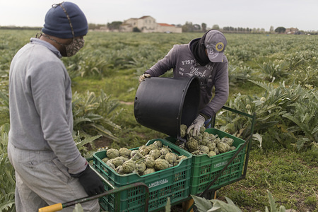 Workers organise boxes of artichokes in a field near the airport.
The coronavirus crisis and the closing of borders are leaving Spanish fields without labour. The fruit harvesting season is approaching and the agricultural organisations estimated that they will need 100,000 people to work.