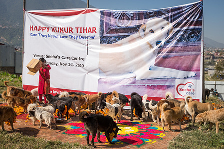 A staff member of the dog care center offering food to dogs during the Kukkur Tihar festival.
Tihar is a hindu festival celebrated in Nepal for 5 days. On second day of Tihar, Nepalese people worship dog and feed them delicious food. The festival is known as Kukkur Pooja or Kukkur Tihar. According to Nepalese tradition, one of the festive days is dedicated solely to the human's most devoted friend and guardian.