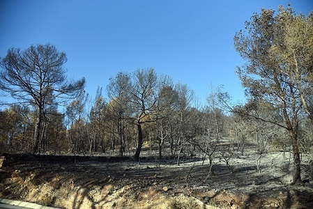 View of a part of the area that got burnt during the forest fire in Vespella de Gaià. The Firefighters of the Government of Catalonia this Saturday at 10:02 a.m. controlled the forest fire in Vespella de Gaià (Tarragona) that burnt about 30 hectares of forest on the T-202 road between Vespella de Gaià and Nou de Gaià.