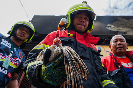 A Thai rescuer carries a survived chicken from a fire at Chatuchak Weekend Market. The lives of thousands of pets for sale (birds, reptiles, dogs, cats, fishes, etc.) were endangered by a fire. An electrical short circuit is suspected to be the main reason for the fire outbreak. There are no reports of human casualties. The blaze started around 04:10 local time on Tuesday (21:10 GMT on Monday) and was extinguished 30 minutes later. The Chatuchak Weekend Market is the largest market in Thailand and also known as JJ Market, It claims to draw nearly 200,000 tourists every Saturday and Sunday.