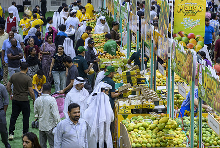 People choose mangoes during the 3rd Indian Mango Festival at Souq Waqif. The festival features a wide variety of Indian mangoes and related products on display, and the event will continue until June 27.