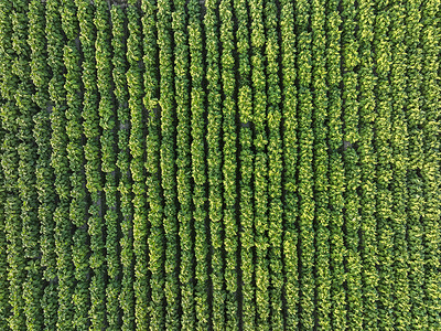 An aerial view of tobacco fields in Lama.