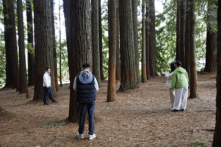 Tourists visit Cement Creek Redwood Forest in Warburton. Natural attractions such as the Cement Creek Redwood Forest in Warburton attract visitors who come to admire the towering Californian redwoods and enjoy the refreshing change in weather making it a popular destination for photography and tourism. In 2024, the wider Yarra Valley and Dandenong Ranges region welcomed 5.6 million visitors highlighting the forest’s enduring appeal.