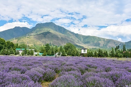 Visitors walk through the blooming lavender fields in Ganderbal, about 30kms from Srinagar, the summer capital of Jammu and Kashmir. The Indian subcontinent is renowned for having a wide variety of species. Lavender plant cultivation is extremely popular because of its calming, aromatic scent and uses in food, beverages, medicine, and essential oils. The lavender farming is more profitable compared to the traditional crops and the agriculture department has been conducting awareness campaigns to farmers, to inform them about the profitability of this plant.
