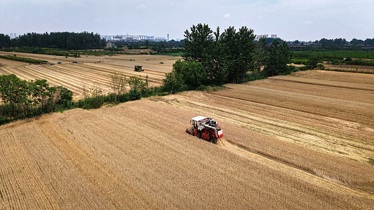(EDITOR'S NOTE: Image taken by a drone)
A combine harvester seen harvesting wheat in a field. Recently, the wheat has gradually ripened and is entering the harvest period.