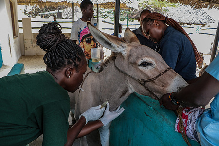 Veterinary doctors attend to sick donkeys at the Donkey Sanctuary Kenya center in Old Lamu Town. The Donkey Sanctuary Kenya, affiliated with the Donkey Sanctuary UK, cares for sick donkeys and educates owners on proper animal care. In Lamu Old Town, where donkeys have been essential for transport since the 14th century due to narrow streets unsuitable for vehicles, these animals often face overwork, cruelty, and exposure to harmful plastic waste. The sanctuary's efforts aim to address these issues, improving the donkeys' welfare, which is crucial to the local community.