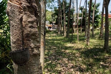 A rubber tree seen marked by tapping cuts and a collection cup attached. Latex harvesting is a common practice in the region. Rubber trees tapped for latex as small-scale rubber farming remains a key source of livelihood.
