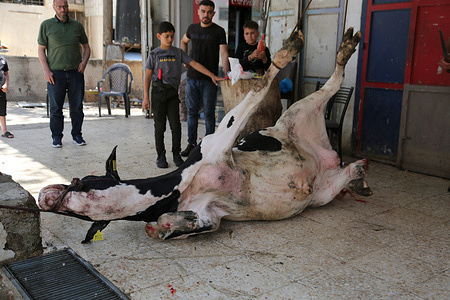 Palestinian Muslims hang a cow to be slaughtered as a sacrificial animal through the streets of Salem village, east of Nablus in the West Bank, during the Eid al-Adha celebrations. Eid al-Adha commemorates the Prophet Abraham's willingness to sacrifice his son. During this four-day festival, Muslims slaughter sheep or cattle, distributing some of the meat to the poor and eating the rest.