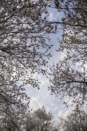 Almond tree blossoms bloom on a partially cloudy spring day in Pulwama in the Kashmir Valley. Spring, locally known as “Sonth” in Kashmir, begins in mid-March and lasts until mid-May. After the long winter, the season brings renewal to the valley as trees, flowers, and fresh greenery begin to bloom, marking nature’s revival across the landscape.