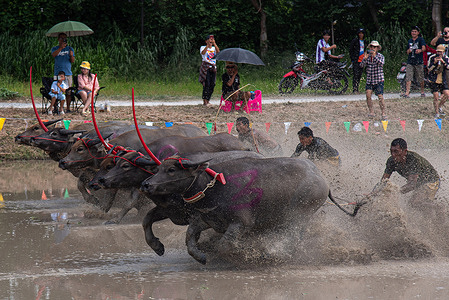 Race jockeys with their buffaloes seen participating in the Buffalo Racing festival in Chonburi. The Buffalo Racing Festival of Thailand, also called the "Wing Kwai" Chonburi buffalo race is one of the most awaited festivals in Thailand. It is an annual festival held on the day before the full moon night of the 11th Lunar month at the end of Buddhist Lent. The Buffalo Race brings tourists to visit Chonburi to witness the buffaloes' race with speed and agility.