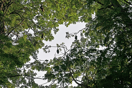 Fruit bats seen in a tree. Bangladesh is home to several species of bats, including large fruit bats, commonly known as flying foxes, which play a crucial ecological role by pollinating plants, dispersing seeds, and maintaining forest ecosystems.