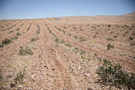 Qaldoun Al Marah, in Syria, is known as a centre of Damask rose growing. Syria’s Damask rose harvest period has shrunk as a result of climate change-related drought, farmers say, damaging an industry that could have helped the country's economic recovery after almost 14 years of war.