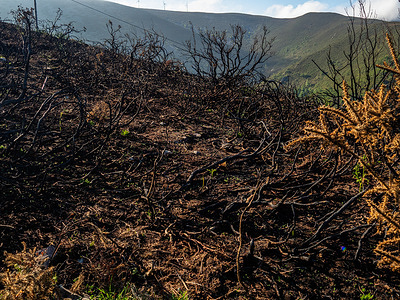 Charred trees and bushes are seen still visible in the middle of the hiking route. In April, a fresh wave of wildfires burned through Spain's Asturias. More than a month after, damages to trees and fields are still visible along the Puerto del Palo, which is a climb in the region Asturias and Camino Primitivo.