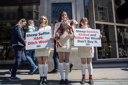 Activists with fake bruises and blood hold placards and a fake 'dead lamb' during a protest outside the H&M store on Regent Street, calling on the fashion group to stop selling wool products. Activists from the People for the Ethical Treatment of Animals (PETA) staged an theatrical action outside the H&M's flagship store on the Regent Street in central London. PETA is calling on the H&M to cut the ties with the NATIVA-certified (traceable and ethically grown wool) South African wool supply chain because of the animal cruelty on their farms.