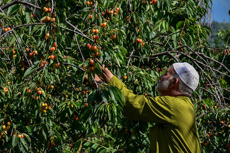 A Kashmiri farmer picks fresh cherries at a field on the outskirts of Srinagar, the summer capital of Jammu and Kashmir. Kashmir's cherry season is underway with lower production following weather-related challenges, while market demand and pricing have remained firm. Erratic weather in India during flowering and recent hailstorms reduced production across the region. However, growers and traders report that lower volumes have been accompanied by higher market prices.