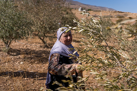 A Palestinian woman walks among olive trees, after being damaged and stolen by Jewish settlers during the harvest season. More than 150 attacks by illegal settlers against Palestinian farmers and activists, with 4000 trees destroyed, with severe damage to the economy of the region.