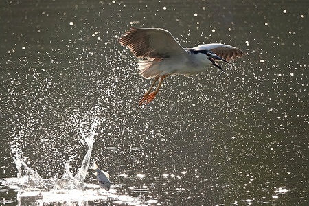 A night heron (black-crowned), which was fishing in the Tigris River near the city of Diyarbakir in Türkiye, dropped its catch from its mouth when it could not hold it properly.