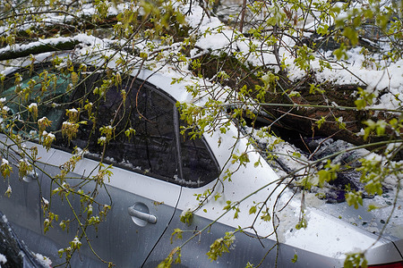 Heavy snowfall hit Moscow and the region at night, sleet covered the trees, causing them to fall onto parked cars.