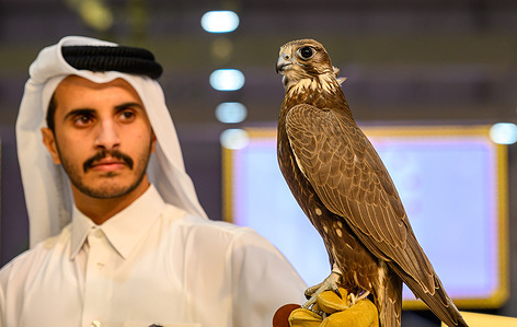A Qatari man holds a falcon during the opening day of the 10th Katara International Hunting and Falconry Exhibition (S'hail 2026) at Katara Cultural Village.Running through September 12, The annual event brings together exhibitors and enthusiasts from 14 countries to showcase hunting gear, host live falcon auctions, and celebrate traditional Qatari heritage and falconry culture.