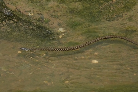 A water snake seen swimming under water in the Tigris river in Diyarbakir. The length of the non-venomous water snake (Natrix) living in the Tigris river is about 1.5 meters long. Being non-toxic, it defends itself by pretending to be dead and spreading a foul-smelling gas around.