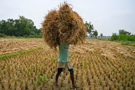 A farmer returns home with loads of ripe Boro paddy in Rajshahi.