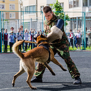 A service dog demonstrates how it can stop a criminal during the Military-patriotic performance for schoolchildren of the Marfino district.
A series of military-patriotic performances were organized for Moscow schoolchildren. Historical re-enactors showed the costumes and combat techniques of ancient times. The special forces of the Russian Guard staged demonstration fights with acrobatics, and also showed the work of service dogs.