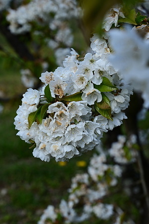 White blossoms on cherry trees.