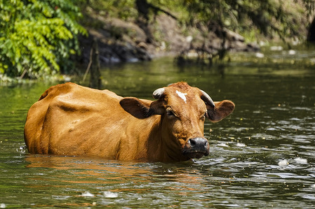 A cow crosses the river in search of food. On March 21st, World Forest Day is commemorated, followed by World Water Day, celebrated on March 22nd. Both dates intend to improve wildlife conditions and reduce contamination as climate change-related issues reach alarming levels in the scientific community.