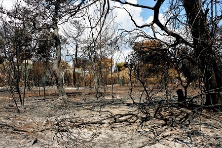 Trees that were destroyed by the fires.
A visit to a destroyed site by forest fires of the Mati region of Athens.