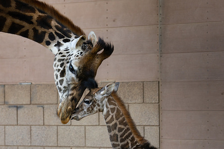 An adult Masai giraffe touches heads with a newborn giraffe inside the enclosure at the San Diego Zoo. A Masai giraffe calf born on November 30 joined the giraffe habitat at the San Diego Zoo. The newborn, whose parents Mawe and Chifu who were also born at the Zoo, are seen in the maternity area of Urban Jungle. This contributing to ongoing efforts to support the endangered species.