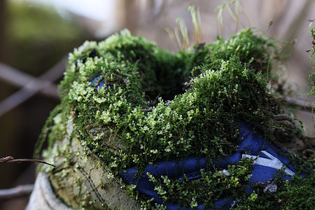 A discarded sneaker, viewed with thick layers of green moss, lies on a fallen tree branch in a public park on the outskirts of St. Petersburg. This image illustrates the long-term impact of human waste on local forest ecosystems and the process of non-biodegradable objects integrating into the natural environment. Waste disposal and natural resource degradation remain key environmental challenges in the Leningrad Region. In 2024, experts noted that, along with industrial pollution in industrial hubs, uncontrolled anthropogenic impact on forests and city parks is becoming a critical factor. The increasing number of tourists lead to the systematic littering of recreational areas: abandoned clothing, footwear, and household waste remain in the forests for years, gradually integrating into the ecosystem and becoming alien "artifacts" in the wild.