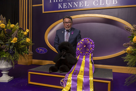 Handler Kaz Hosaka with Surrey Sage, also known as "Sage," a Miniature Poodle Miniature Poodle from Houston, Texas, attend a presser after winning the Best in Show competition during the 148th Westminster Kennel Club Dog Show at the USTA Billie Jean King National Tennis Center in Queens.