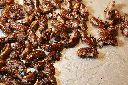 Brood X Cicadas are served as food items during a pop up event organized by a group calling itself, All Creatures Yum.
 A few gathered during the event to try the Cicada dishes, which included Cicada on a Skewer and other menu items.