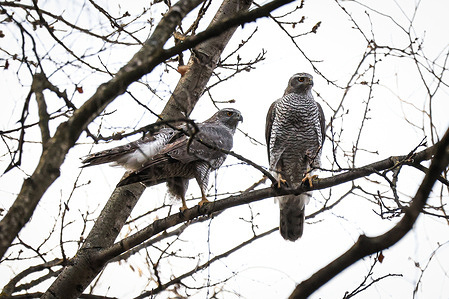 A pair of Northern Goshawks (Accipiter gentilis) birds of prey sit on a tree branch in a city park in St. Petersburg. A pair of goshawks (Accipiter gentilis) have settled in a St. Petersburg city park and begun nesting. The arrival of these largest raptors indicates a healthy ecosystem and abundant food in the city. Goshawks are distinguished by their striped chests, bright yellow eyes, and their masterful maneuvering between buildings at high speeds. According to scientific data, nesting densities of these birds in large cities are now higher than in the wild, as they have virtually no natural predators within urban areas, other than the eagle owl.