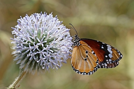 An African Queen butterfly is seen resting on an Ekinops ritro plant at the Hevsel gardens of Diyarbakir. The migratory African Queen (Plain Tiger or Common Tiger) butterflies, which set out from North Africa, arrived at the UNESCO World Heritage Site of Hevsel Gardens near Diyarbakir, Turkey. African Queen butterflies set out from North Africa every summer and spread to European countries via Turkey. One species of this butterfly also migrates over a distance of 4,000 kilometers, traveling from Mexico to Canada.