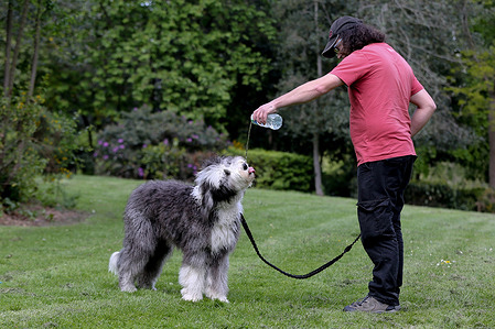 A dog owner gives water to seven month-old Heather on a warm and sunny day in London.