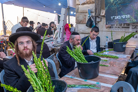 Ultra-Orthodox men seen meticulously inspecting a myrtle, one of the four species at the "Four Species" market in the Ultra-Orthodox neighborhood of Mea Shearim. The market is a collection of stalls selling the four species operates for several days ahead of the eve of Sukkot. It is a vibrant, colorful market that attracts secular residents and tourists alike. Those who are particularly meticulous about the quality of the items often examine them with a magnifying glass.
