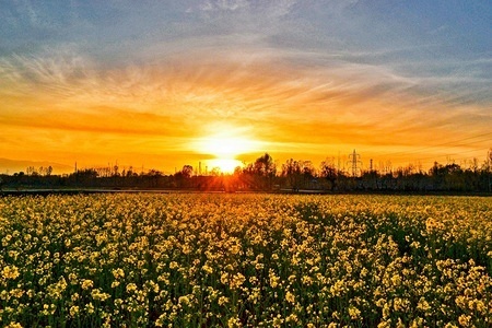 The sun sets over the mustard fields on the outskirts of Srinagar, Indian administered Kashmir. According to the Directorate of Agriculture, the Kashmir valley comprising six districts has an estimated area of 65 thousand hectares of paddy land under mustard cultivation, which is about 40 per cent of the total area under paddy.