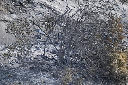 General view of a part of the area that got burnt during the forest fire. The fire, caused by a car fire near Pennes-Mirabeau and which spread to the northern districts of Marseille, ravaged more than 700 hectares of vegetation.