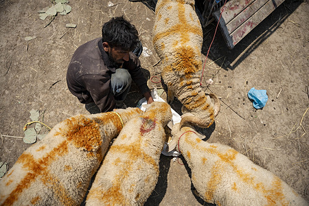 A sheep seller seen feeding his sheep while waiting for customers at a makeshift market ahead of Eid al-Adha. Eid al-Adha, also known as Bakr Eid or the “Festival of Sacrifice,” is an important Islamic festival that honours Prophet Ibrahim’s willingness to sacrifice his son Ismail in obedience to Allah. Muslims celebrate it with prayers, animal sacrifice (Qurbani), and acts of charity and sharing. It marks the culmination of the annual Hajj pilgrimage to Mecca.