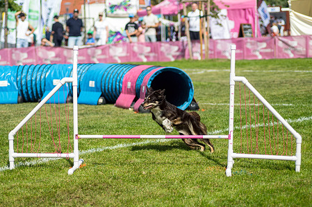 A dog jumps over a hurdle during the Flying Dog Frizgility competition at Wilanow Beach. On the last weekend of summer, the 20th edition of the annual Flying Dogs event takes place on the Wilanow Beach. Audiences are treated to three days of aerobatic dog frisbee displays from canine athletes from all over. On Saturday afternoon, dogs and their human partners take part in both freestyle performances and "Frizgility", a mixed competition of agility and frisbee.