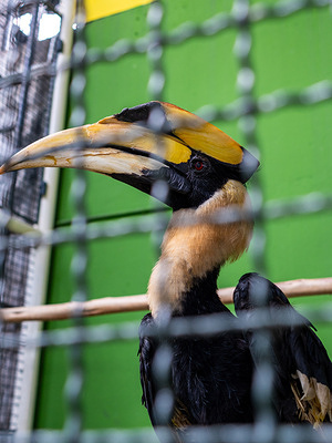 A close-up of a hornbill in its cage at Pata Zoo in the Pata Pinklao Department Store. Pata Zoo is a quirky, decades-old indoor zoo located on the 6th and 7th floors of the Pata Pinklao Department Store. Opened in 1983, it houses a variety of animals including Bua Noi, Thailand’s last gorilla who has lived in a small concrete enclosure for over 30 years. The zoo has long faced criticism from animal welfare advocates over its cramped, unnatural environment and lack of proper enrichment or natural habitats. Organizations such as PETA and the Wildlife Friends Foundation have documented animals exhibiting signs of severe psychological distress such as hair plucking, stereotypic swaying, pacing and self-harm linked to inadequate shade, natural light, stimulation and social interaction.